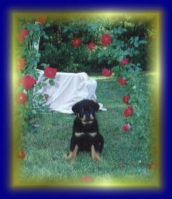 goldie1.jpg - 14126 Bytes