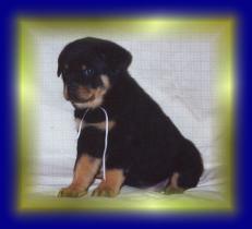 goldie3.jpg - 6504 Bytes