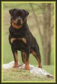 Elvis2000.jpg - 7103 Bytes