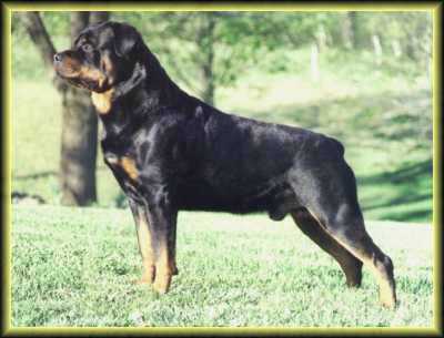 elvis2001.jpg - 16237 Bytes