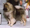 Chloe.jpg (61262 bytes)
