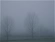 niebla