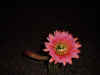 bloom01.jpg (77007 bytes)