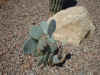 pricklypear.jpg (76543 bytes)