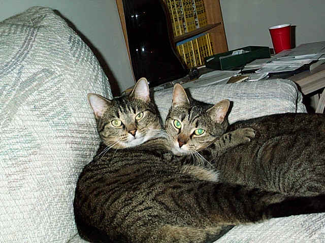 LookingSisters.JPG (156918 bytes)