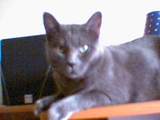 This is HB's cat, she wanted him up here.