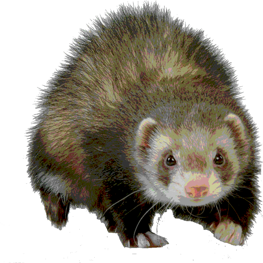 index [www.geocities.ws]