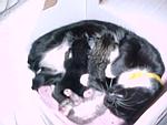 How do you care for a pregnant cat or new born kittens?