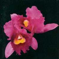 Orchid Opeth's first album...