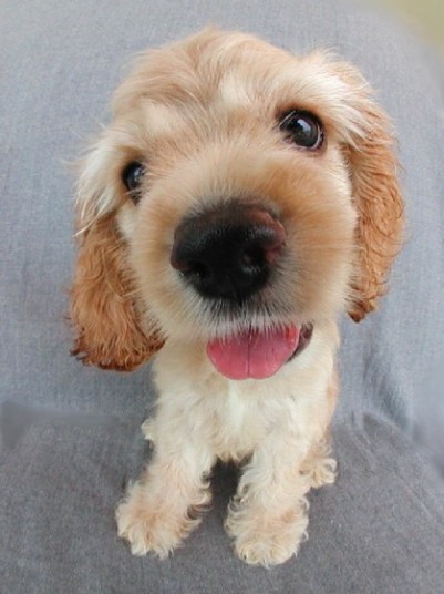 NEW! Puppies' photos!