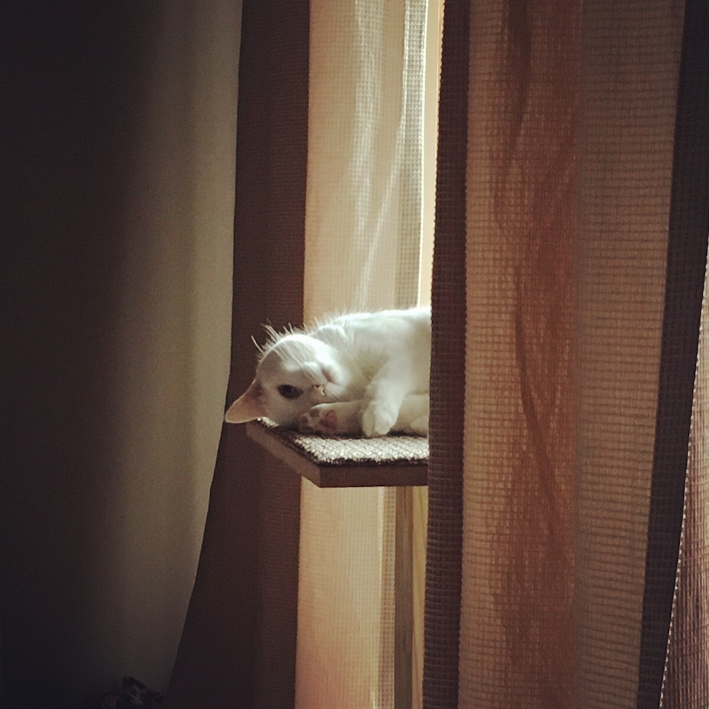 meow