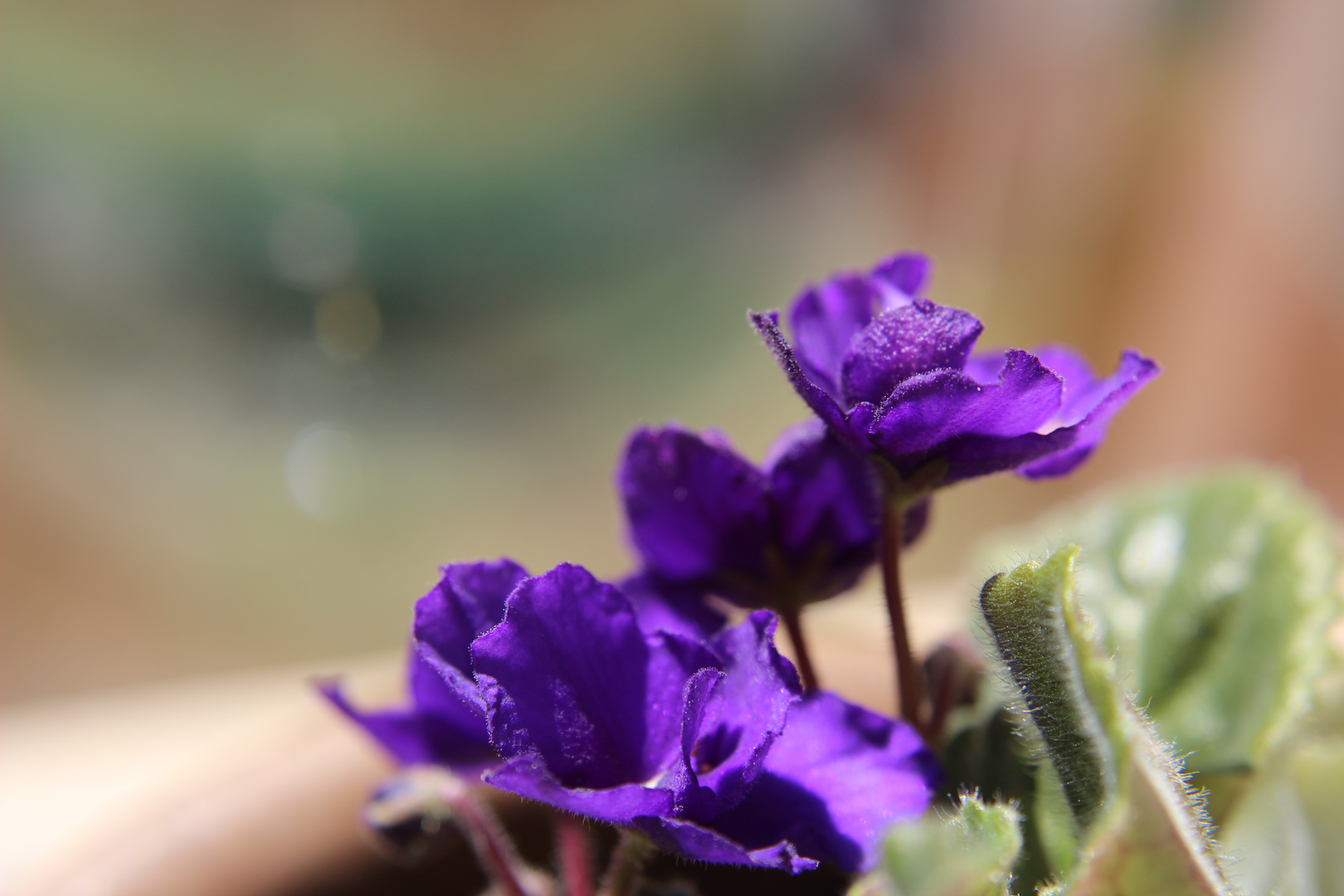 violet