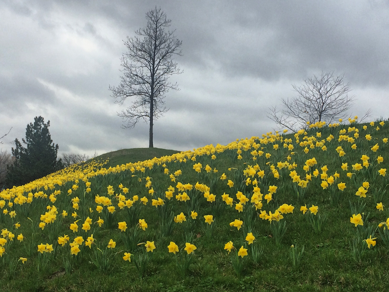 yellow