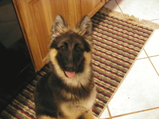 Cassidy