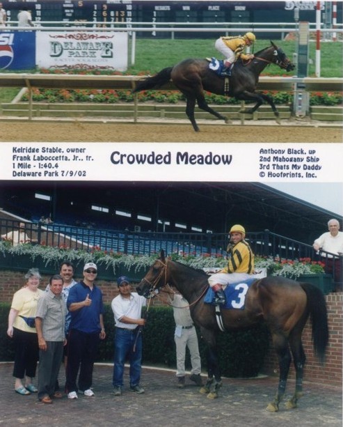 Crowded Meadow