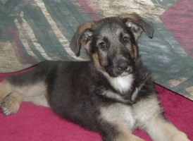 Kona