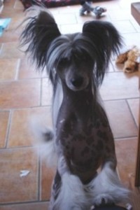 Simon