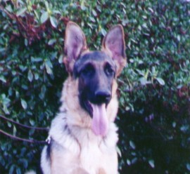 Casey