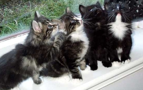The first litter of kittens, Sigurd, Anitra, Magnus, Solveig