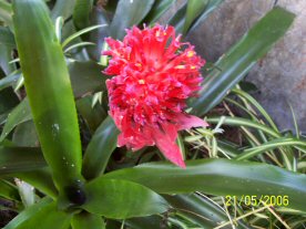 bromeliad