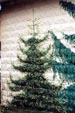 Short Evergreen