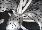 Tiger Lily