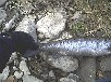 Atlantic Salmon