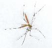 Crane Fly