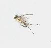 Pauper Nymph