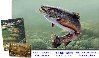 Ontario Fishing Regs