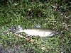2nd Salmon of the year