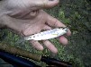 Steelhead(the next generation)