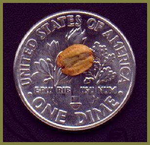 [Sequoiadendron seed]