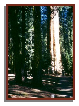 [Sequoiadendron giganteum]