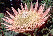 King Protea
