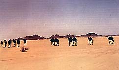 Camel Caravan