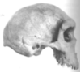 The Kabwe skull;
archaic Homo sapiens