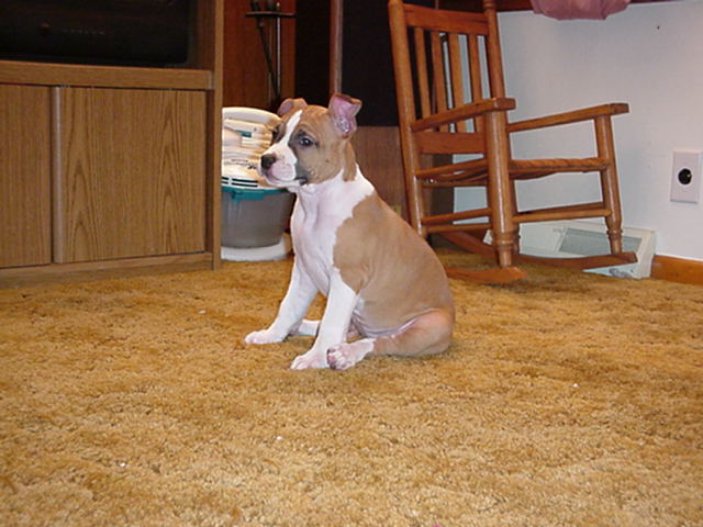 Baby Girl Sittin' Tall.. - 9 weeks