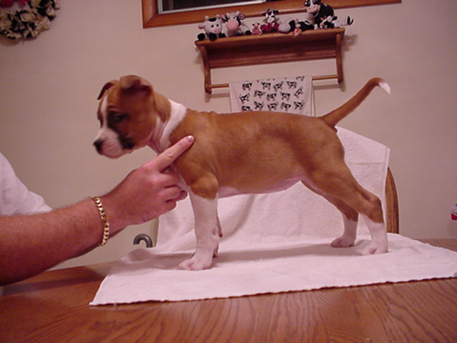 Baby Standing Like a Rock at 8 weeks!