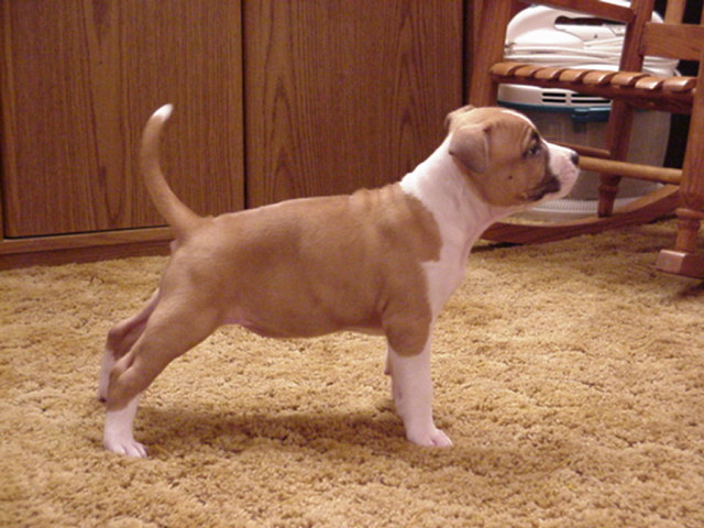 She's going to be a Show Stopper!!&nbsp; - 6 weeks.