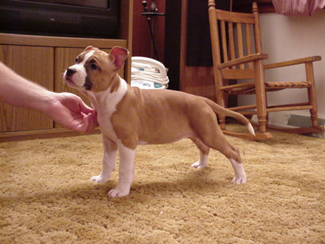 Baby stacked up and looking Dad right in the eye. - 9weeks