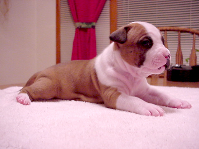 Beauty at 22 days.
