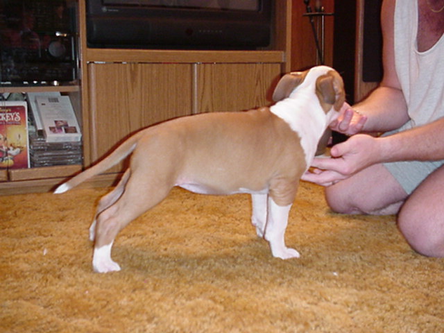 Beauty looking the other way, but it's a nice shot of her topline. - 9 weeks.
