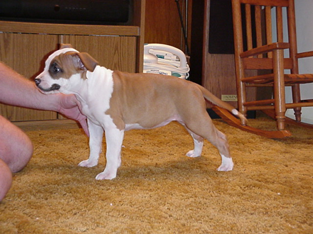 Beauty Looking Good at age 9 weeks.