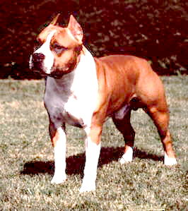 Chili's Sire -&nbsp; CH. Savoy's Red Dawn Cascade.&nbsp; Click on Pic to GOTO Red Dawn Kennels.