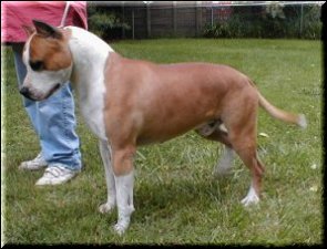 Pup's Sire - CH. Sindelar's Gentleman Jim.&nbsp; Click Pic to go to Sindelar's AmStaff