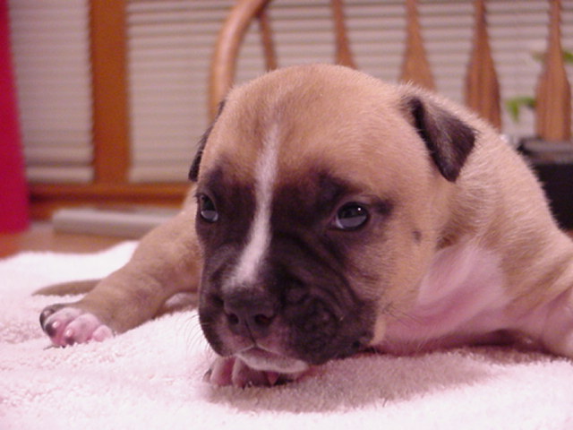 NumberOne at 22 days.