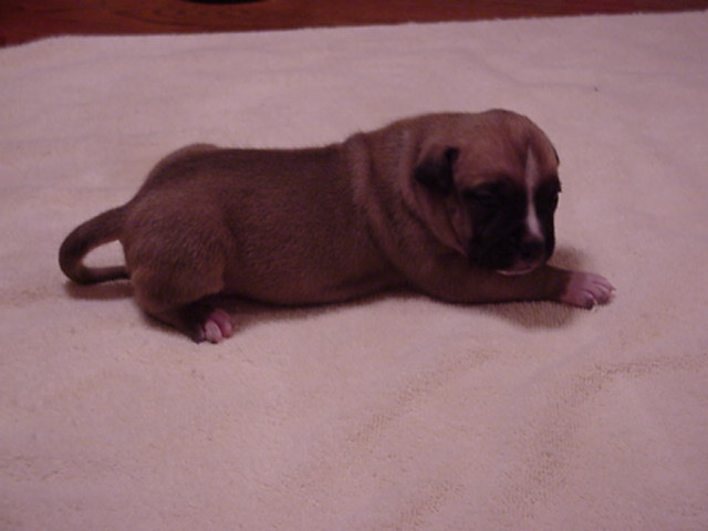 NumberOne at 16 days.