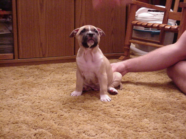 Good shot of his white chin and chest flash! - 6weeks.
