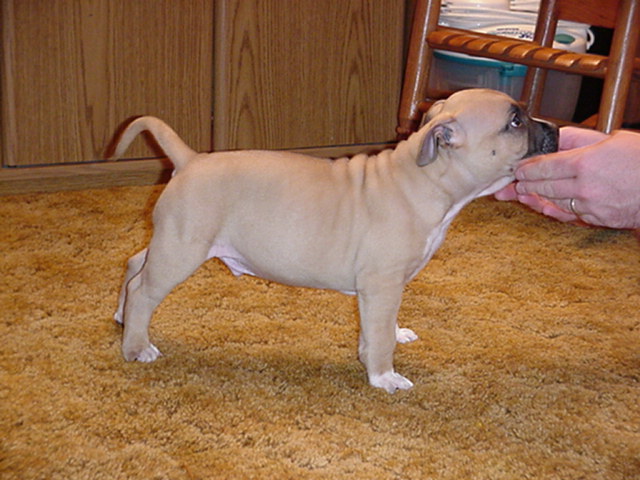 He's a go-getter and refuses to hold still for photo's. 6 weeks.